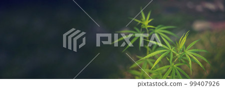 Banner Green Marijuana tree cannabis plant narcotic herbal in greenhouse. Panoramic Hemp leaf made cannabis crude oil medicine farm on sun light. CBC, THC herb agriculture Weed leaf Drug concept Banner Green Marijuana tree cannabis plant narcotic herbal in greenhouse. Panoramic Hemp leaf made cannabis crude oil medicine farm on sun light. CBC, THC herb agriculture Weed leaf Drug concept 99407926