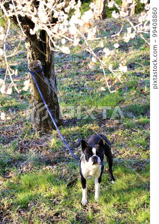 Mighty，一隻可愛的波士頓梗犬，在梅花下休息，享受春天在森山的樹林裡散步的樂趣。 99408860