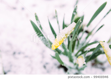 Pery yellow spring daffodil flowers in spring garden under snow. Pery yellow spring daffodil flowers in spring garden under snow. 99408946