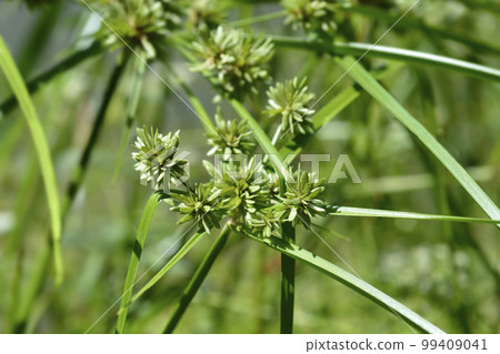 Tall flatsedge Tall flatsedge 99409041