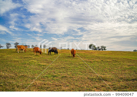 Anseong Farmland Gongdo-eup Anseong-si Gyeonggi-do Anseong Farmland Gongdo-eup Anseong-si Gyeonggi-do 99409047