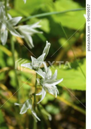 Drooping Star-of-Bethlehem Drooping Star-of-Bethlehem 99409057