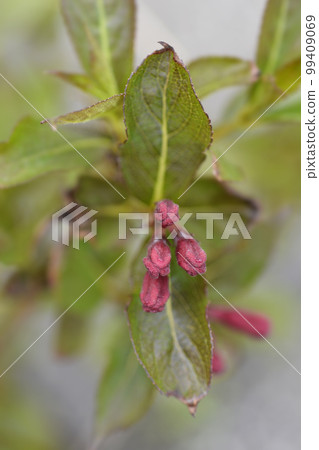 Weigela Minuet 99409069
