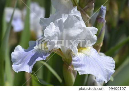 Intermediate bearded iris Antarctique Intermediate bearded iris Antarctique 99409107
