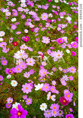 Anseong Farmland Gongdo-eup Anseong-si Gyeonggi-do Anseong Farmland Gongdo-eup Anseong-si Gyeonggi-do 99409108