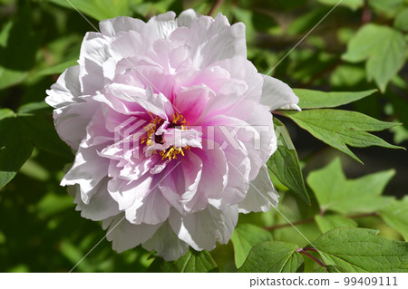 Tree peony Tree peony 99409111