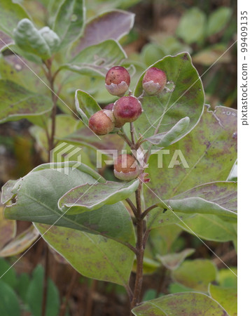 Hamagou fruit, a seaside plant that grows on sandy beaches Hamagou fruit, a seaside plant that grows on sandy beaches 99409135