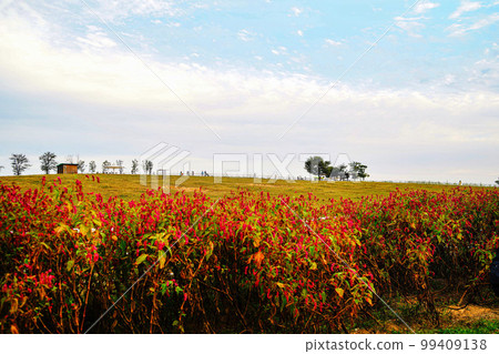 Anseong Farmland Gongdo-eup Anseong-si Gyeonggi-do Anseong Farmland Gongdo-eup Anseong-si Gyeonggi-do 99409138