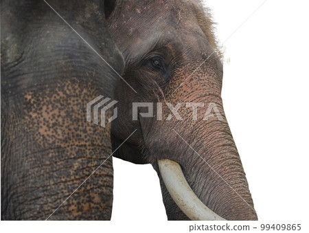 Close up view of an elephant face from the side in Thailand on a white background with clipping path Close up view of an elephant face from the side in Thailand on a white background with clipping path 99409865
