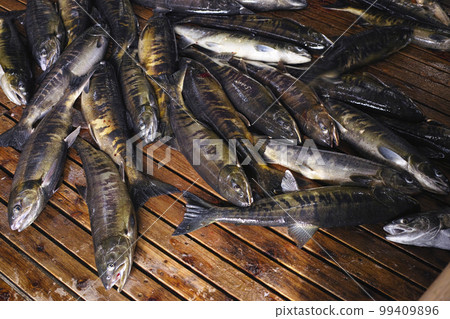 三之輪鮭魚孵化場 99409896