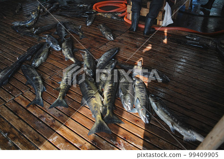Minowa Salmon Hatchery Minowa Salmon Hatchery 99409905