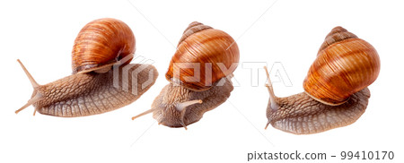 two live snail crawling on white background close-up macro 99410170