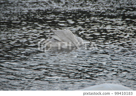 潛水覓食的天鵝（荒川河畔植松橋西側/埼玉縣深谷市） 99410183
