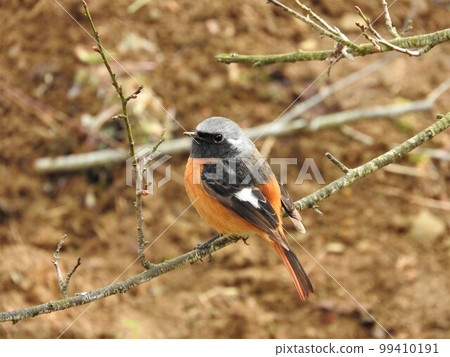鶲科的冬鳥“達里安紅尾鴝（雄性）” 99410191