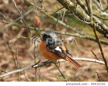 鶲科的冬鳥“達里安紅尾鴝（雄性）” 99410192