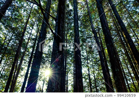 Hinoki stand Hinoki stand 99410659