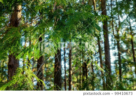 Hinoki stand Hinoki stand 99410673