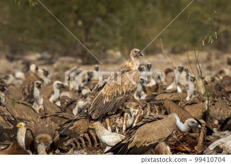 Himalayan vulture or Gyps himalayensis or Himalayan griffon vulture closeup during winter migration perched on carcass in dumping yard of jorbeer conservation reserve bikaner rajasthan india asia Himalayan vulture or Gyps himalayensis or Himalayan griffon vulture closeup during winter migration perched on carcass in dumping yard of jorbeer conservation reserve bikaner rajasthan india asia 99410704