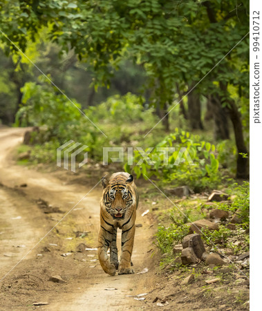 wild adult bengal male tiger or panthera tigris tigris head on walking on forest track in natural scenic green background at ranthambore national park tiger reserve sawai madhopur rajasthan india asia 99410712