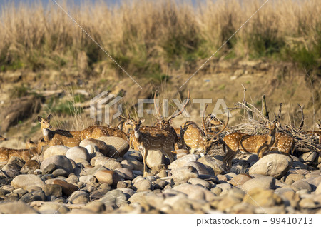 spotted deer or chital or axis deer family head on in herd or group family on big rocks or stones in winter morning light dhikala jim corbett national park terai forest tiger reserve uttarakhand india 99410713