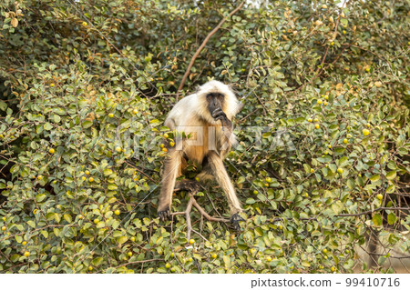 Northern Plains Gray Langur or Semnopithecus entellus portrait on tree feeding or eating Jujube or ber fruit tree with face expression at Panna national park Tiger Reserve Madhya Pradesh India asia Northern Plains Gray Langur or Semnopithecus entellus portrait on tree feeding or eating Jujube or ber fruit tree with face expression at Panna national park Tiger Reserve Madhya Pradesh India asia 99410716