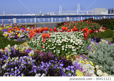 橫濱山下公園花節 橫濱山下公園花節 99411121