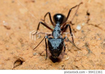 Carpenter ants, Camponotus spp., Ambalavao, Madagascar wildlife 99411361