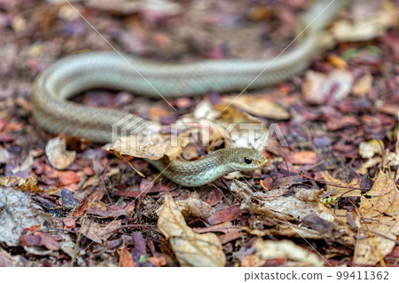 Blonde hognose snake, Leioheterodon modestus, Tsingy de Bemaraha, Madagascar Blonde hognose snake, Leioheterodon modestus, Tsingy de Bemaraha, Madagascar 99411362