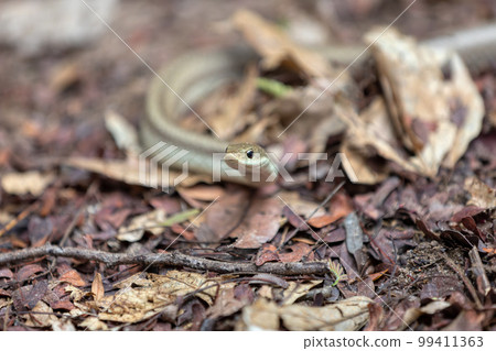 Blonde hognose snake, Leioheterodon modestus, Tsingy de Bemaraha, Madagascar Blonde hognose snake, Leioheterodon modestus, Tsingy de Bemaraha, Madagascar 99411363