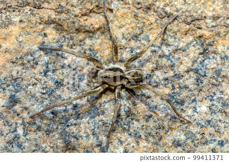 Wolf spider. Lycosidae sp, Ambalavao, Madagascar wildlife 99411371
