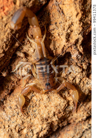Teruelius flavopiceus, Tsingy de Bemaraha Madagascar wildlife 99411378