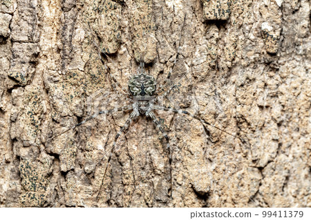 Two-Tailed Spider, Tree trunk spider, Long-spinnered Bark Spider, Hersiliidae sp, Analamazaotra National Park, Madagascar wildlife Two-Tailed Spider, Tree trunk spider, Long-spinnered Bark Spider, Hersiliidae sp, Analamazaotra National Park, Madagascar wildlife 99411379