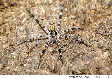 Ornamental Wandering Spider (Viridasius fasciatus), Kivalo 99411381