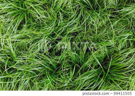 Cat grass Cyperus Zumula in plant store, close up top view. Healthy food for pet, cat friendly plants concept Cat grass Cyperus Zumula in plant store, close up top view. Healthy food for pet, cat friendly plants concept 99411505