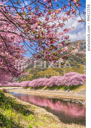 Kawazu River Row of Kawazu cherry blossom trees in full bloom [Kawazu Town, Kamo District, Shizuoka Prefecture] 99411556