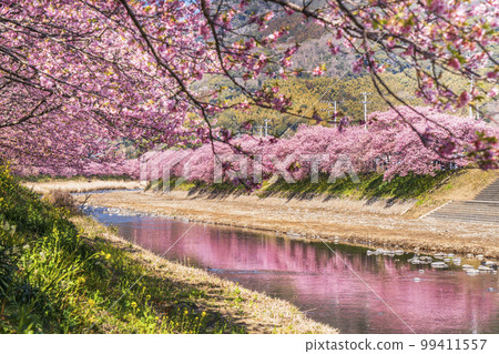 Kawazu River Row of Kawazu cherry blossom trees in full bloom [Kawazu Town, Kamo District, Shizuoka Prefecture] 99411557
