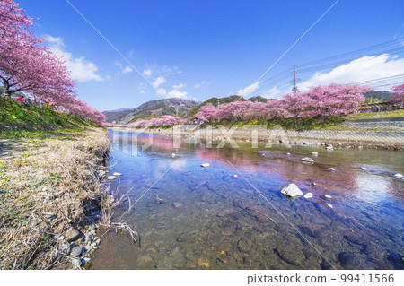 Kawazu River Row of Kawazu cherry blossom trees in full bloom [Kawazu Town, Kamo District, Shizuoka Prefecture] 99411566