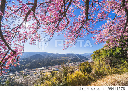 河津城跡公園河津町街景和河津櫻花[靜岡縣賀茂郡] 99411578