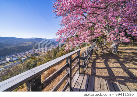 河津城址公園展望台河津町街景和河津櫻花[靜岡縣賀茂郡] 99411580
