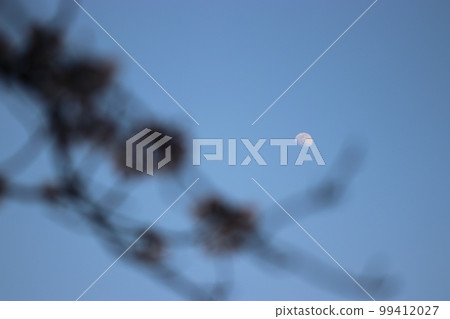Cherry blossoms and white moon at dusk 99412027