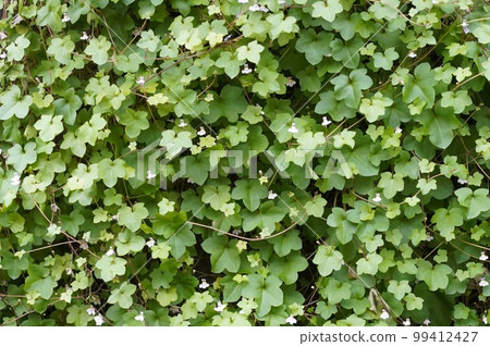 Tasty green ivy on the wall Tasty green ivy on the wall 99412427