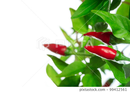 Red pepper plant with green leaves on a white background 99412561