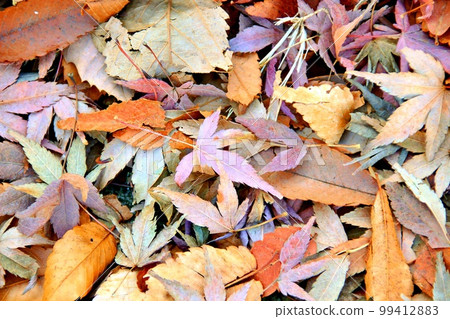 different kinds of leaves different kinds of leaves 99412883