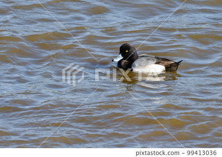 Migratory birds seen in large flocks in Tokyo Bay in winter, beautiful black and white ducks Migratory birds seen in large flocks in Tokyo Bay in winter, beautiful black and white ducks 99413036