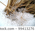 Winter frosty light stock photo. Picture with white snow, thin ice, dried grass. Contrast lace texture of ice and hay. Fresh seasonal landscape. Winter or spring nature details. Cold snow, warm straw 99413276