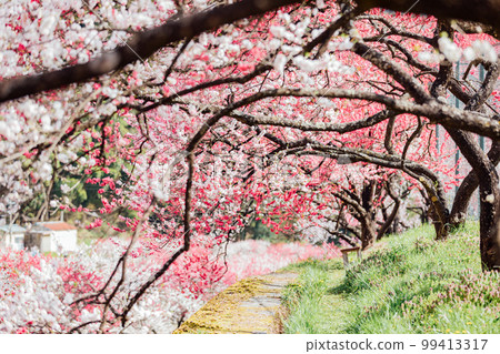 Achi Village, Nagano Tsukikawa Onsen, a superb view of Hanamomo no Sato 99413317