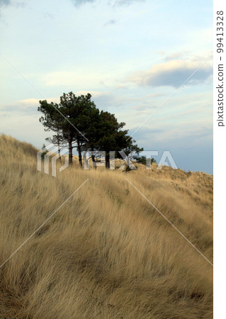 Landscape with trees. Evening sunset view of trees and hills. Green trees, yellow dry grass. Freestanding pine trees at dawn. Natural landscape. Hay, straw, hills, mountains, no people, copy space Landscape with trees. Evening sunset view of trees and hills. Green trees, yellow dry grass. Freestanding pine trees at dawn. Natural landscape. Hay, straw, hills, mountains, no people, copy space 99413328