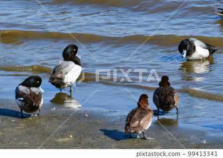 Rhinoceros duck, a rare bird that comes to the seaside and lakes in winter 99413341