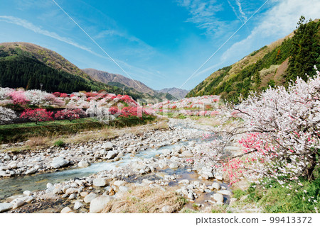 阿智村、長野月川溫泉、花桃之鄉的絕景 阿智村、長野月川溫泉、花桃之鄉的絕景 99413372