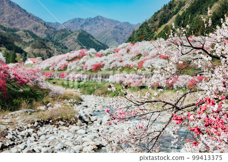 阿智村、長野月川溫泉、花桃之鄉的絕景 阿智村、長野月川溫泉、花桃之鄉的絕景 99413375